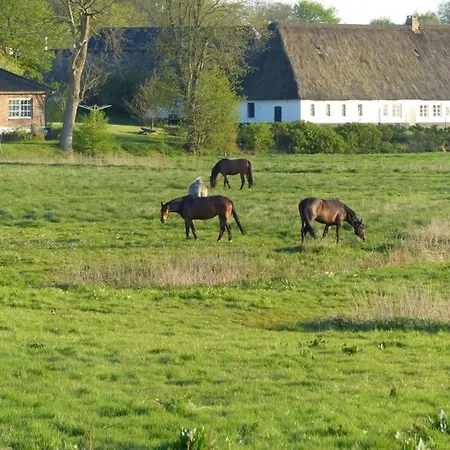 Wiese Daire Langstedt